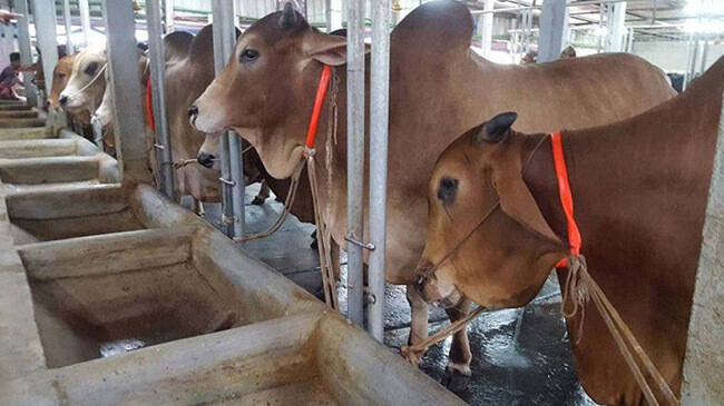 cow farm benapole jossor