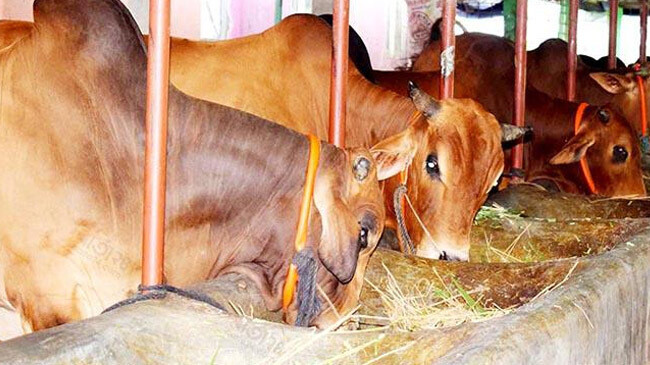 cow farm centering eid ul adha