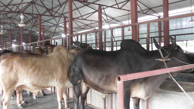 cow farm in chapainawabganj 2