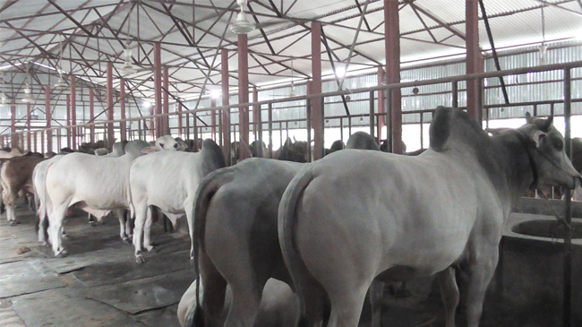 cow farm in chapainawabganj