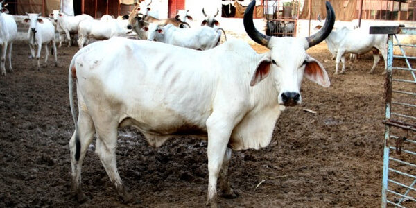 cow from mayanmar