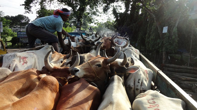cow import from india