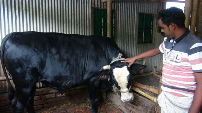 cow in faridpur 1