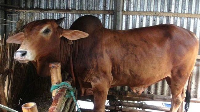 cow in faridpur