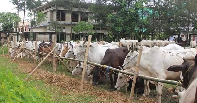 cow in noakhali