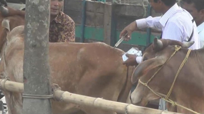 cow injection