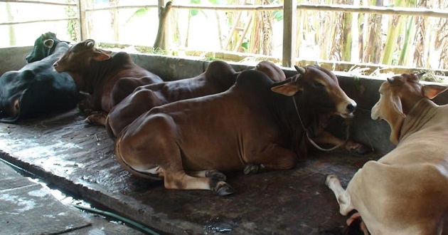 cow manikganj