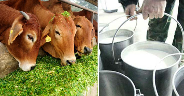 cow milk