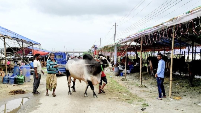 cow mizanur rahman