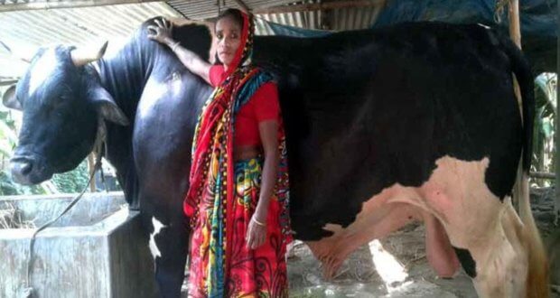 cow price is 25 lakh taka