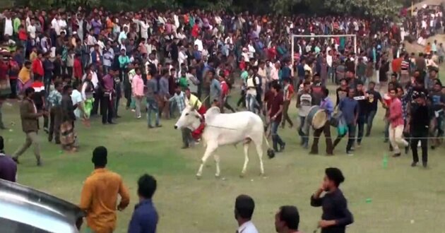 cow race
