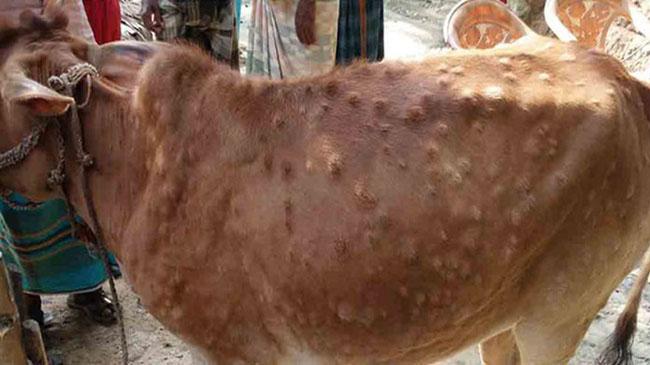 cow rare deses