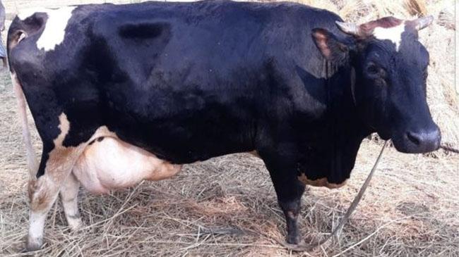 cow rare deses1