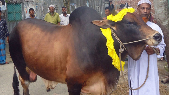 cow sherpur 4