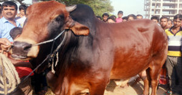cow shohagi