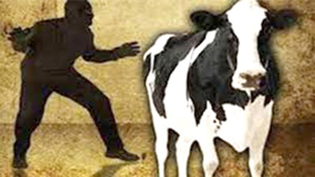 cow thief
