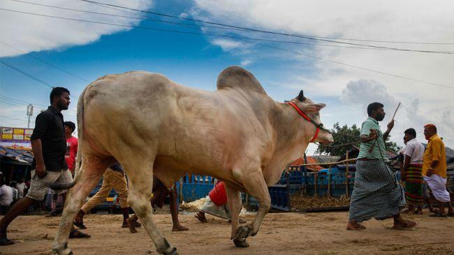 cow 2