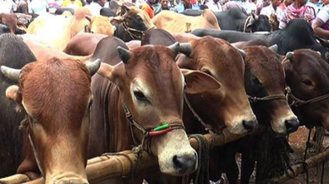 cow 3