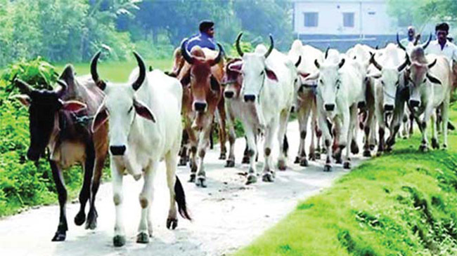 cows coming in border