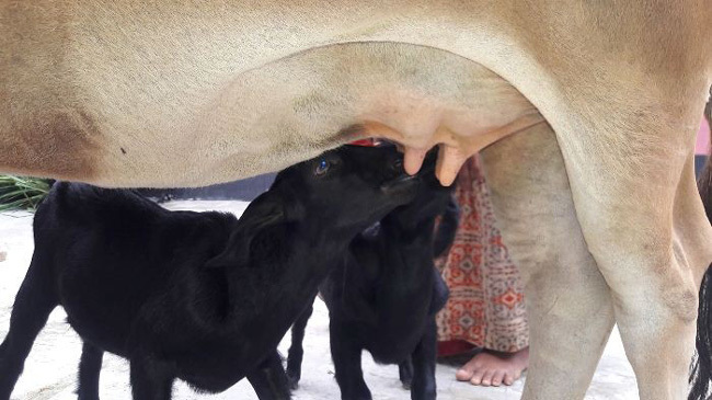 cows goat together 1