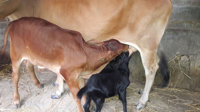 cows goat together