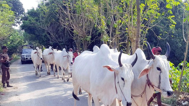 cows import in broder
