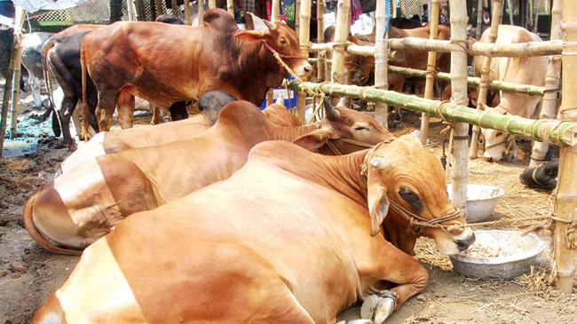 cows pic