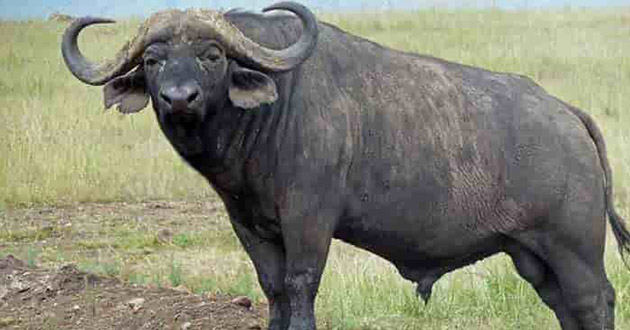 crazy buffalo