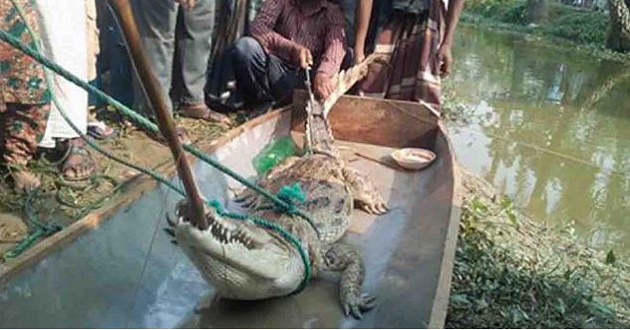 crocodile in net natore