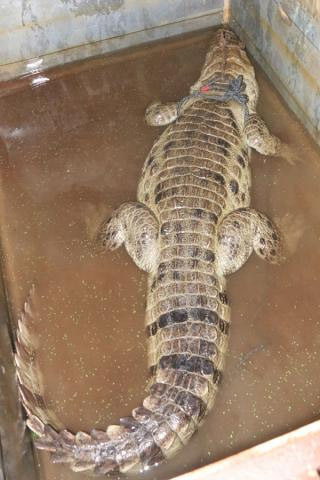 crocodile in pond 1