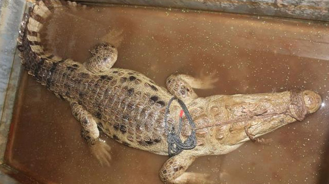 crocodile in pond