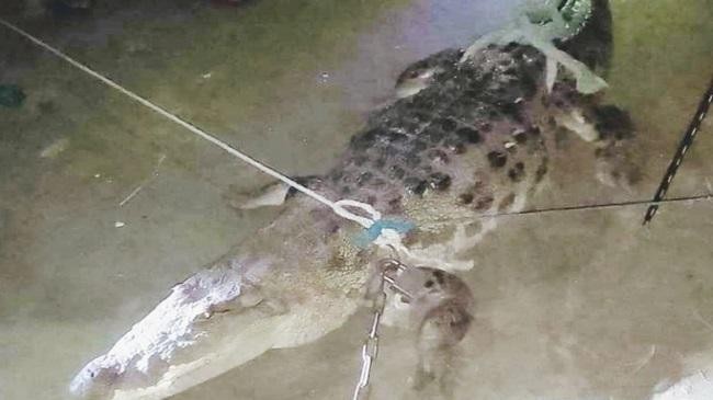 crocodile in shariatpur