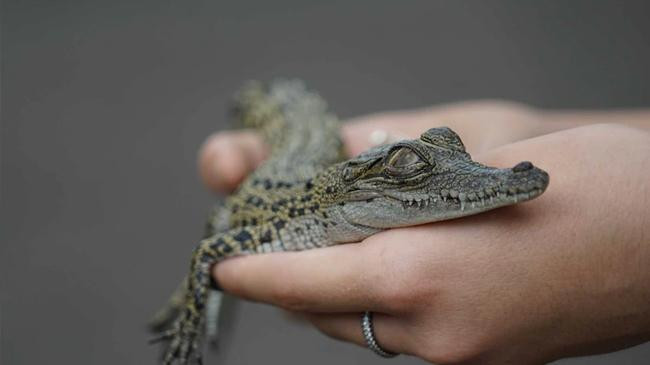 crocodile