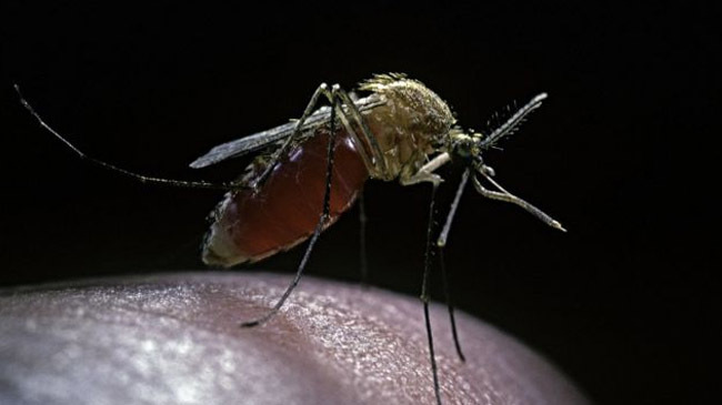 culex mosquito