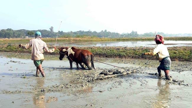 cultivate land horse