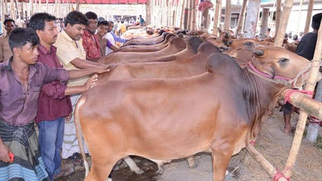 cumilla cow bazar