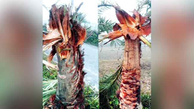 date tree