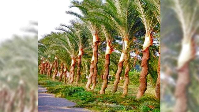 date trees jessore