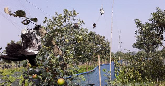 dead birds in plum garden