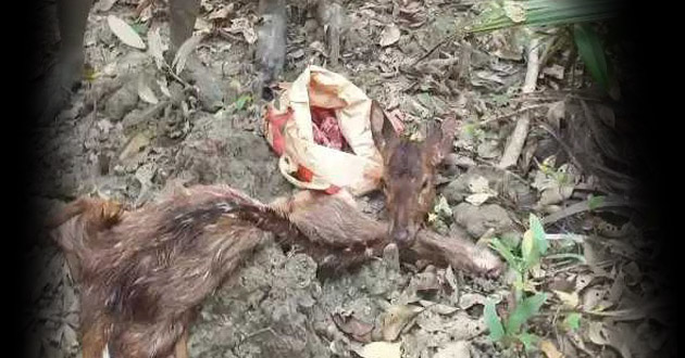 deer head and skin recovered in the sundarbans again