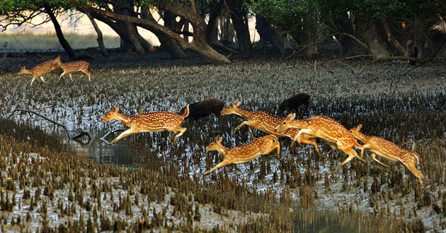 deer in sundarbans