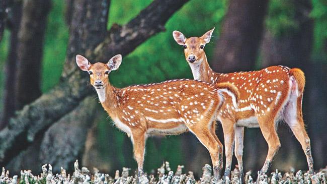 deer in sundorban