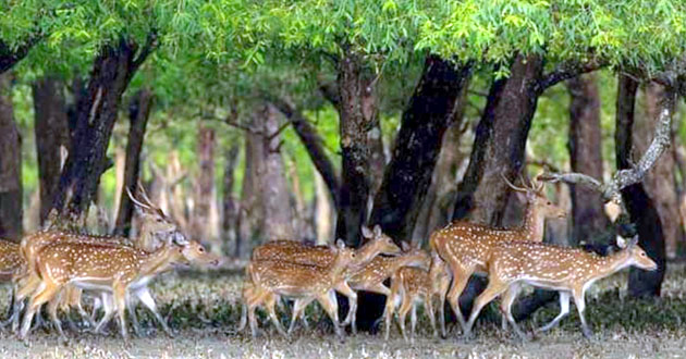 deer in the sundarbans