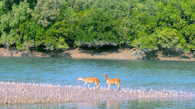 deer in the sundarbans 1