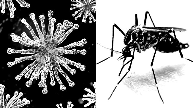 dengue corona identified