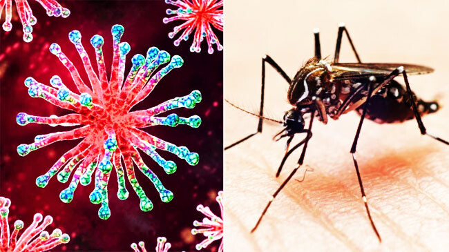 dengue corona identified