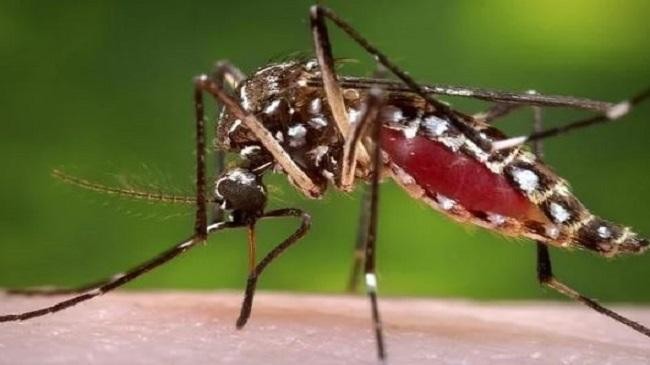 dengue mosquito 1