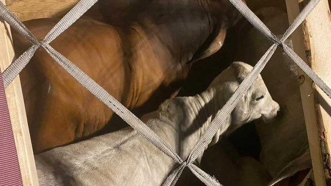 dhaka airport seized 30 cows