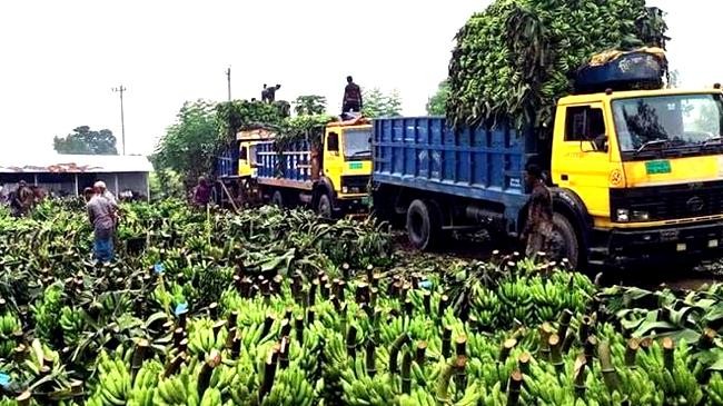 dinajpurs dashail banana market