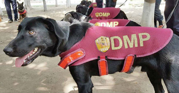 dmp set introduce dog squad of tk one crore